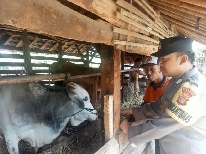 
					Menjelang Hari Raya Idul Adha, Polres Pringsewu Aktif Mengimbau Masyarakat untuk Waspada Terhadap Pencurian Ternak