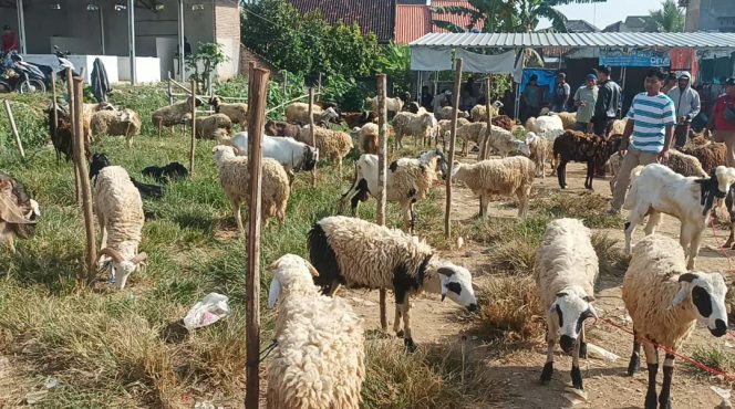 
					Jelang Idhul Adha, Harga Kambing Kurban Turun