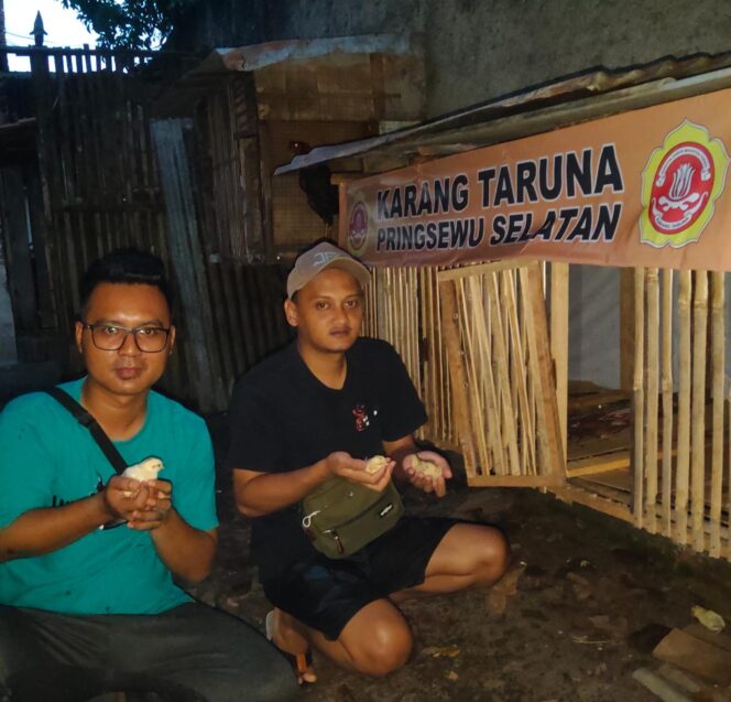 
					Karang Taruna Pringsewu Selatan Gagas UMKM Kreatif Peternakan Ayam Petelur, Dorong Kemandirian Ekonomi Pemuda