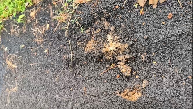 
					Proyek Peningkatan Jalan Lingkungan PUPR Pringsewu Di Pekon Pandansari Sudah Mulai Rusak.